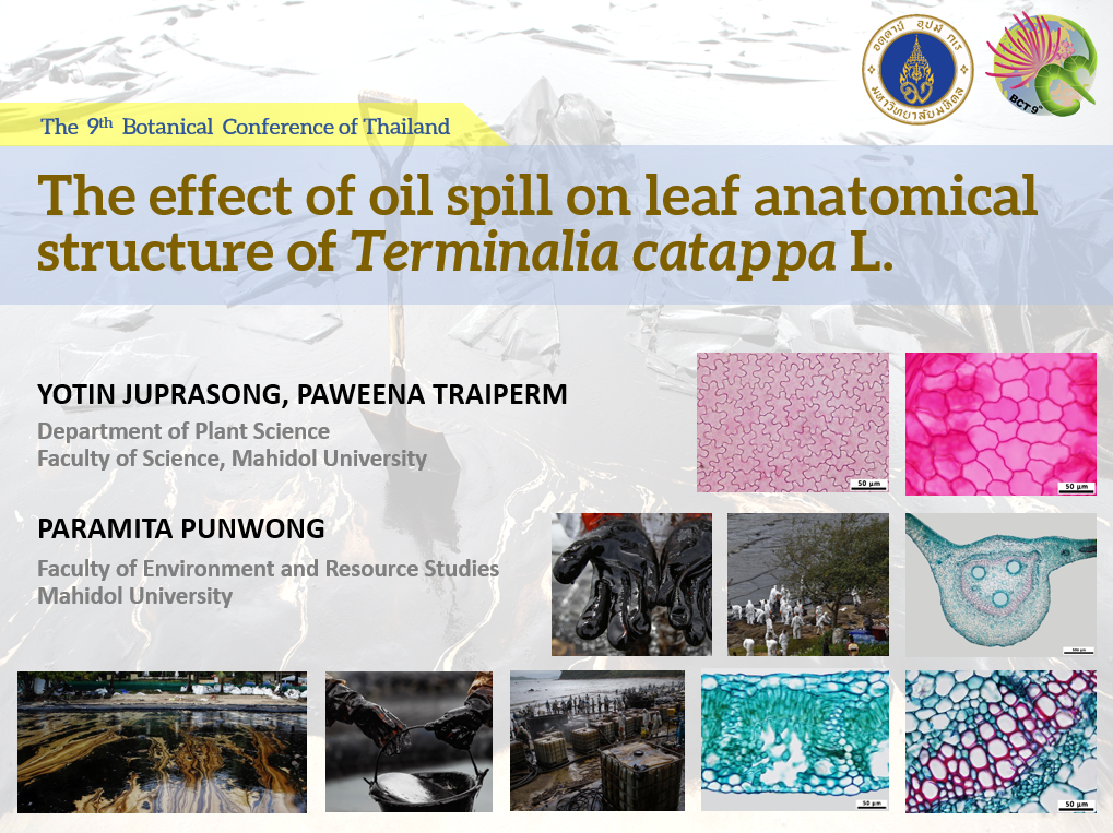 Oral Presentation at the 9th Botanical Conference of Thailand (May 2015)
