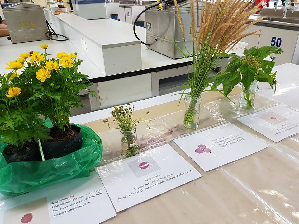 Staff at Thailand Children University 2018: Miracle of Pollen and Chromosome (March 2018)